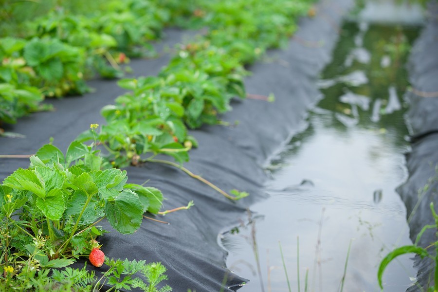 Strawberry Shortage Expected Through Holidays