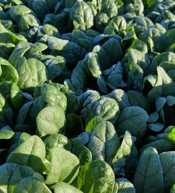 Yuma Weather to Affect Produce Availability