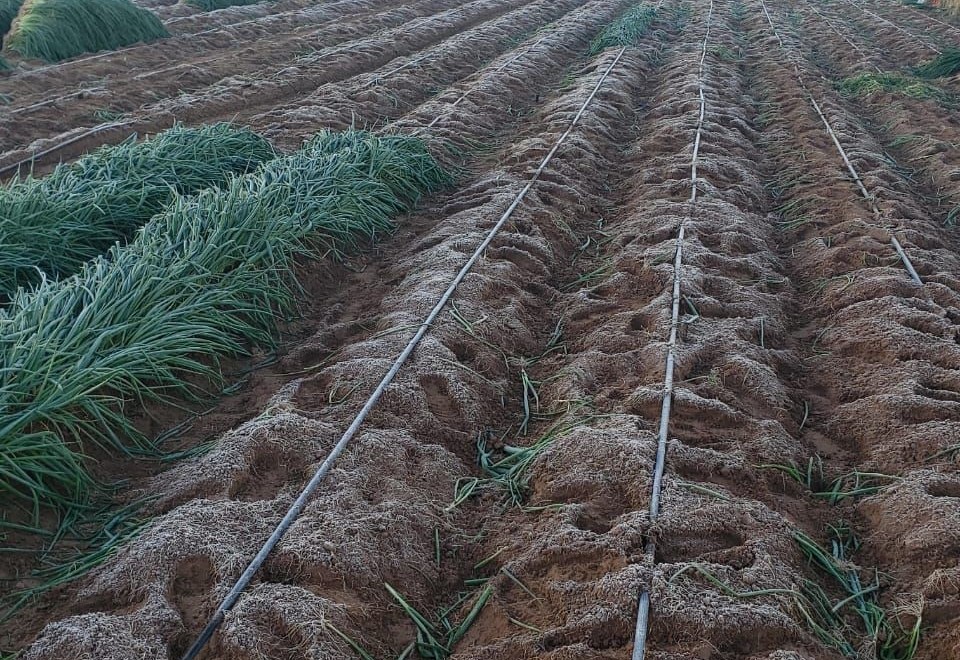 Yuma Weather to Affect Produce Availability