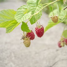 Market Update on Raspberries
