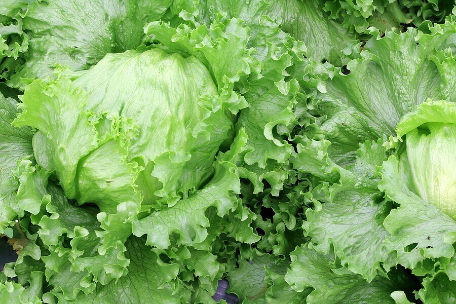 Market Update on Lettuce