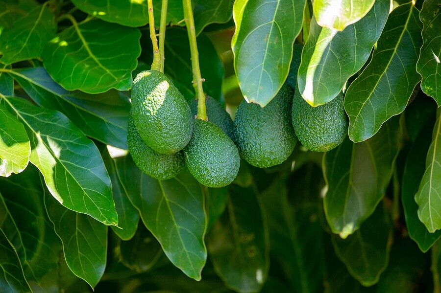 Market Update on Avocados
