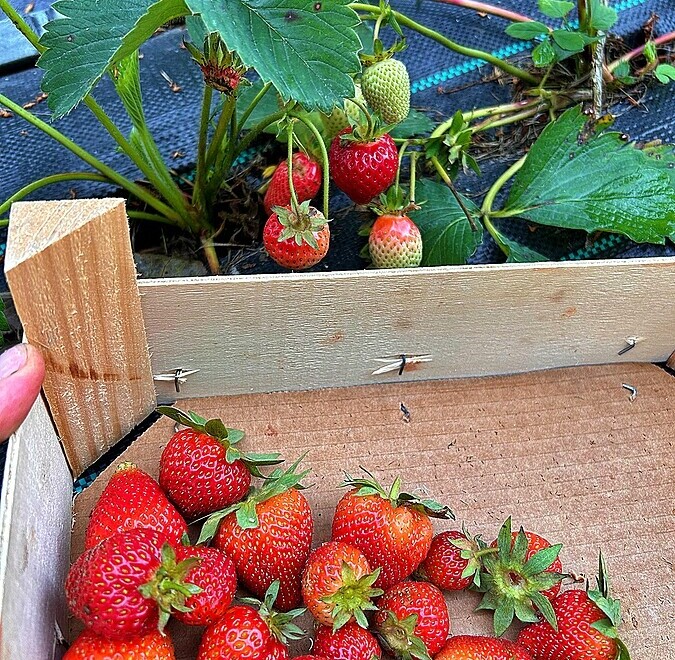 Market Update on Strawberries