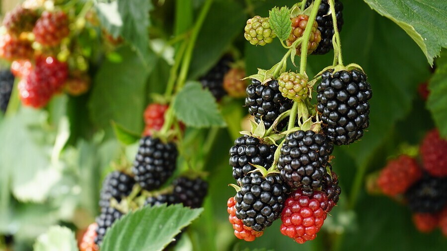 Market Update on Blackberries