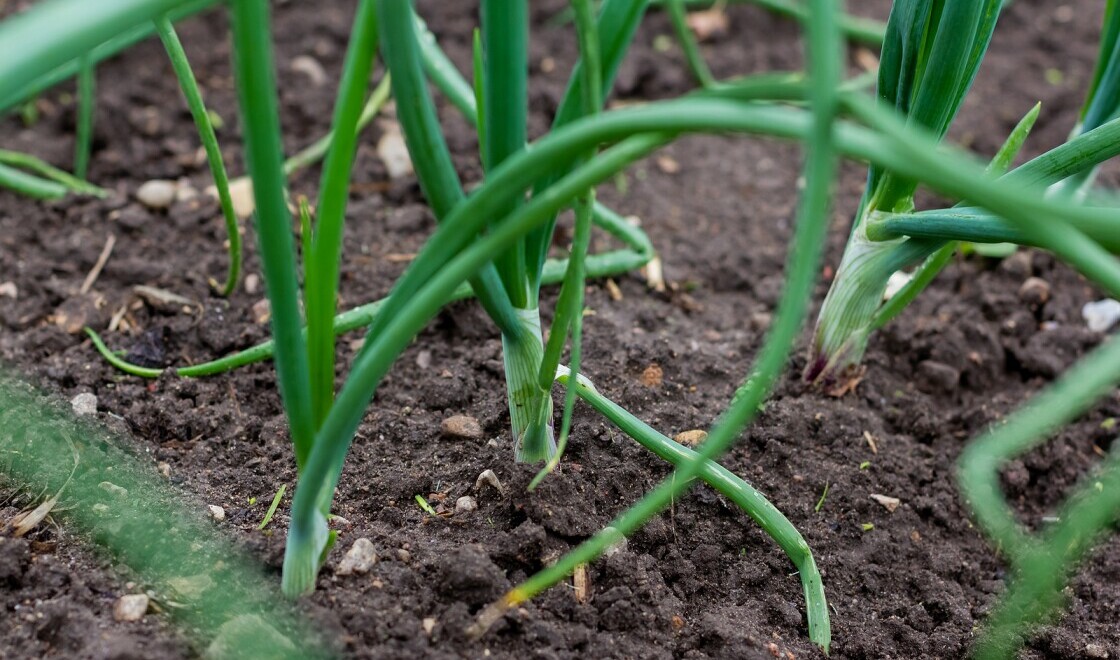 September Market Update on Green Onions