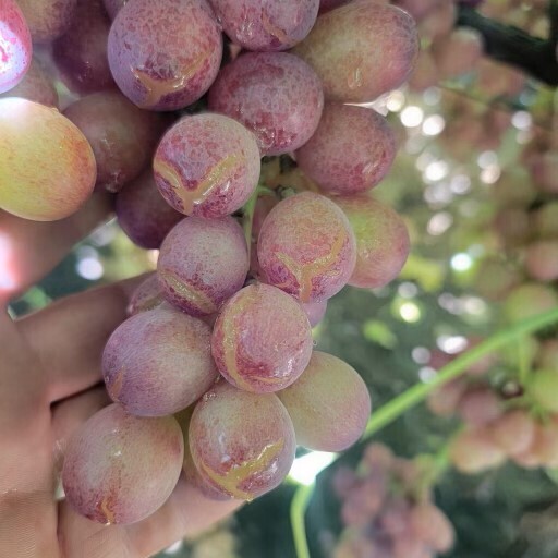 Market Update on Grapes