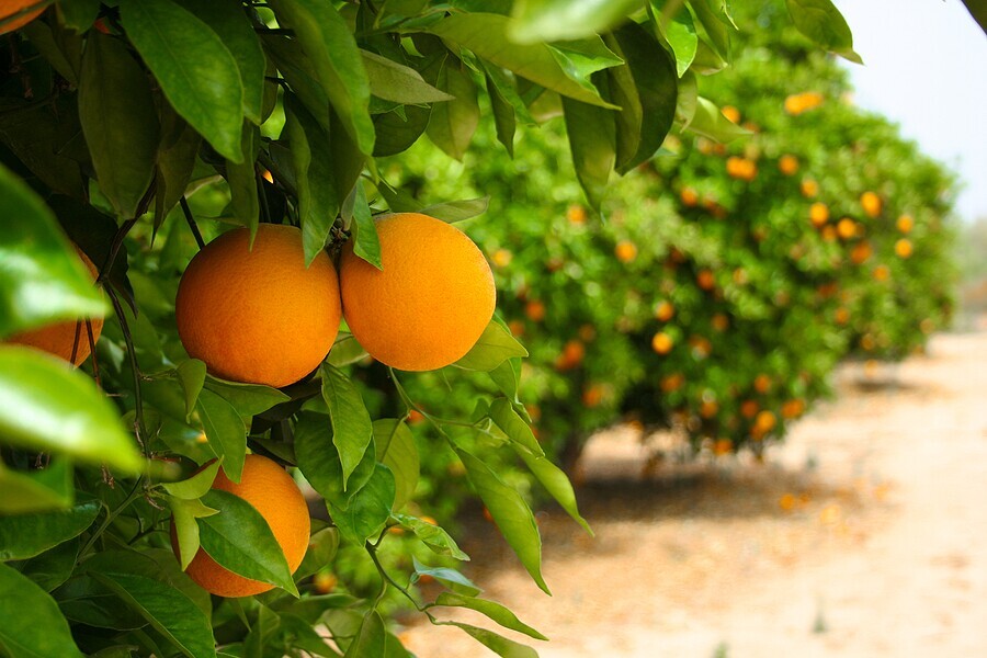 Market Update on Oranges
