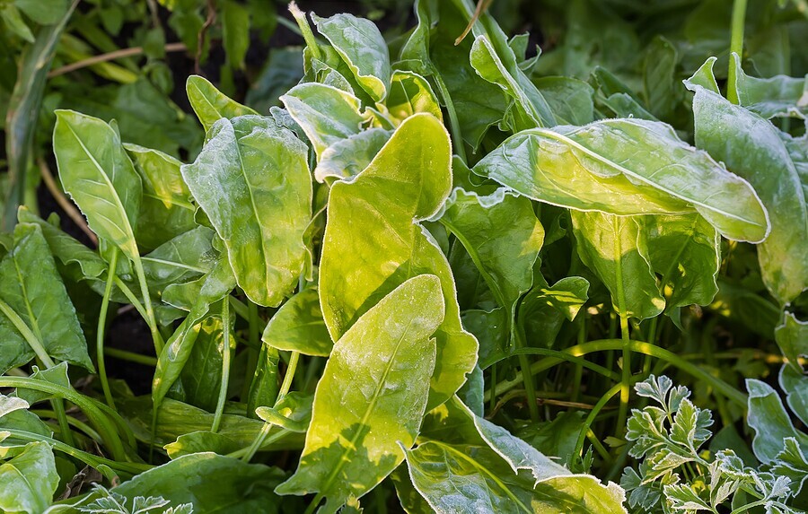 Market Update on Spinach, Arugula and Spring Mix