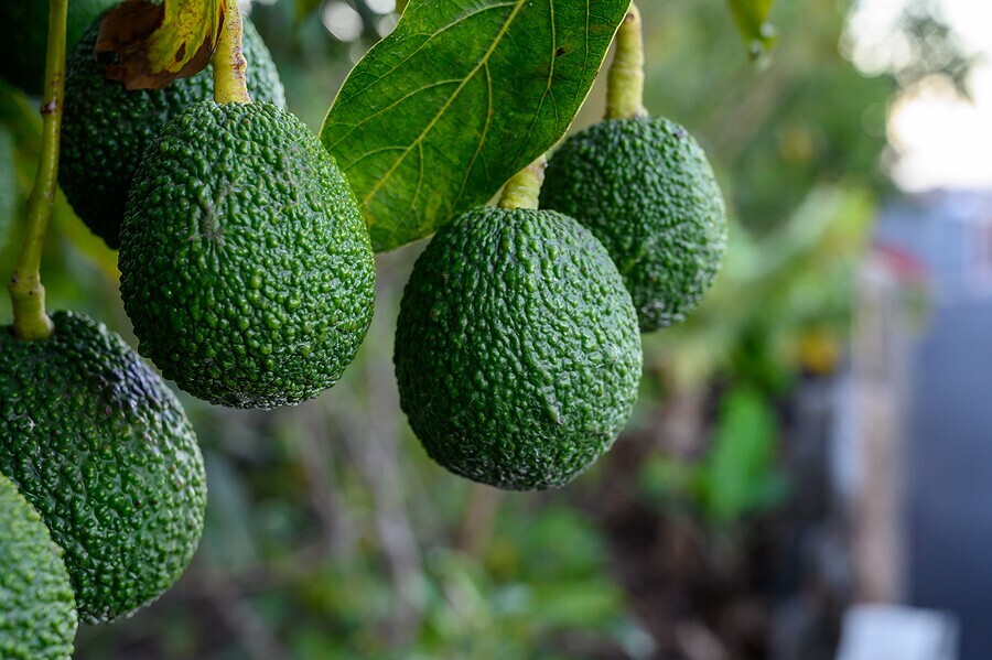 Market Update on Avocados