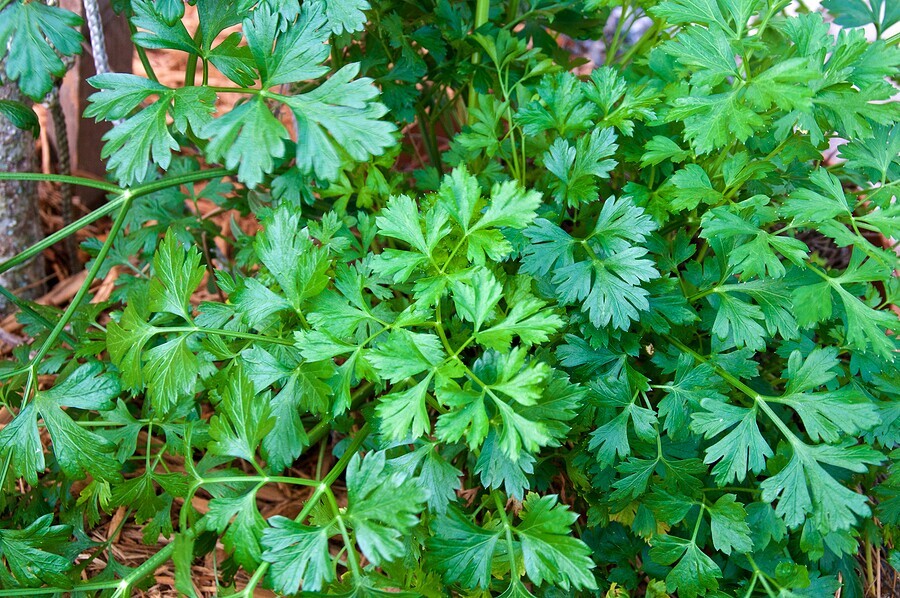 Market Update on Italian Parsley