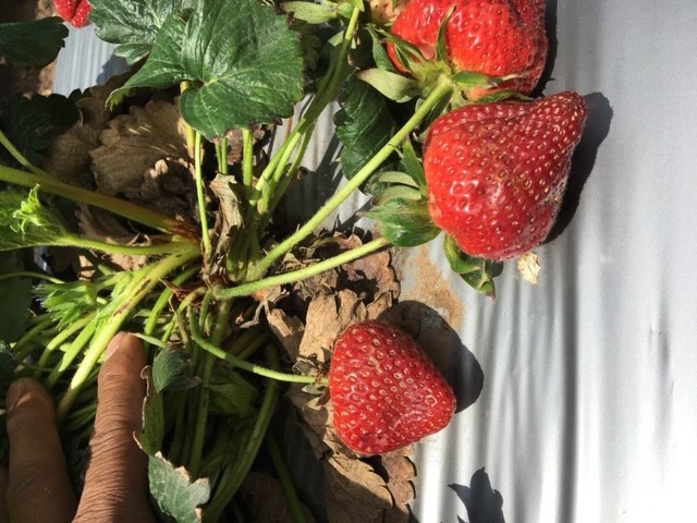 Strawberry Market Update