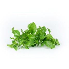 Hydroponic Watercress