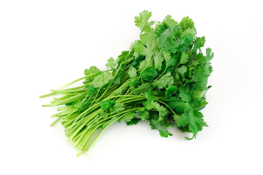 Cilantro