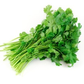 Cilantro