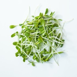 Sunflower Sprouts