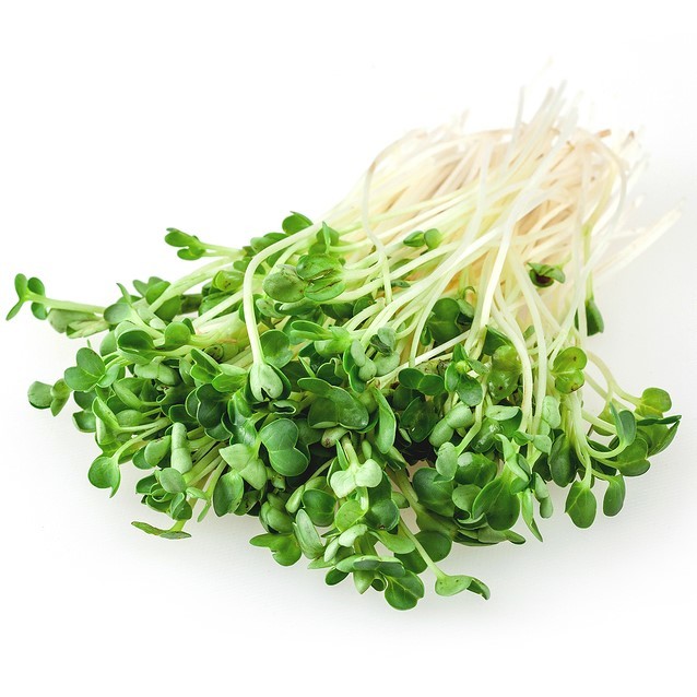 Alfalfa Sprouts