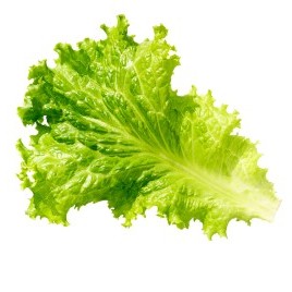 Green Leaf Lettuce