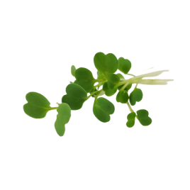 Micro Arugula