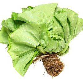 Boston Bibb Lettuce – Aquaponic